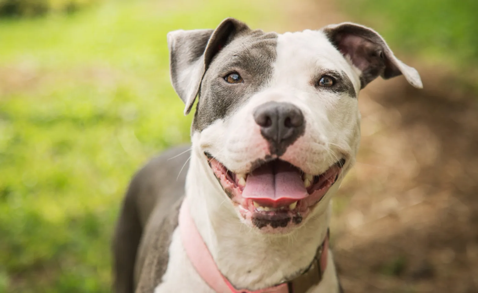 Gray and white dog smiling